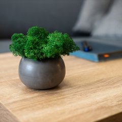 Декоративное кашпо Сфера (серое) + темно-зелений мох