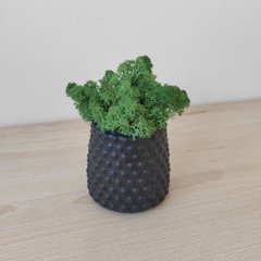 Кашпо Бульбашка (чорна) з темно-зеленим мохом (78)