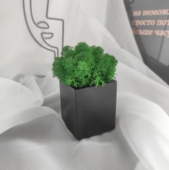 Кашпо Квадрат з темно-зеленим мохом, чорний